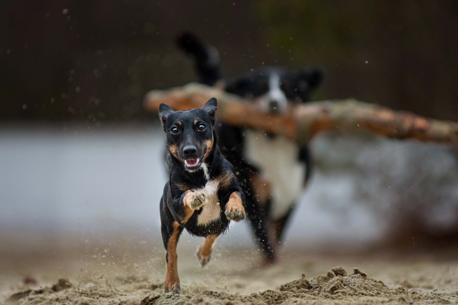 Fotoshoot met honden - foto van Dieren -