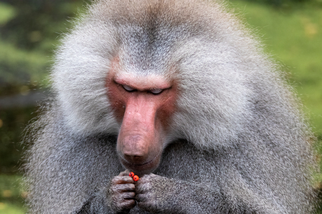 Berrybaboon