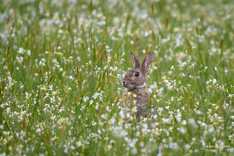 Konijntje tussen de boekweit