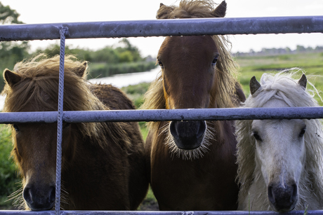 paarden