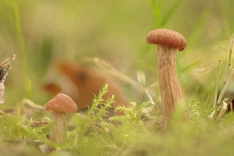 Paddestoelen in het bos