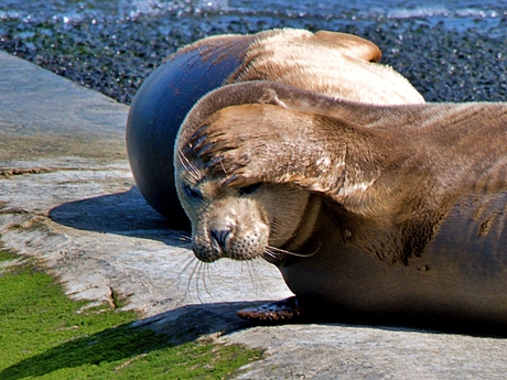 Zeehond