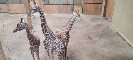 Giraffen 
