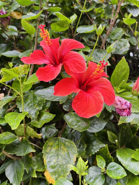 Hibiscus 