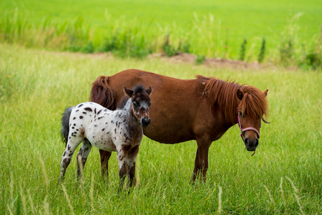 Paarden in de wei