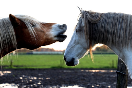 Paardenrusthuis 2