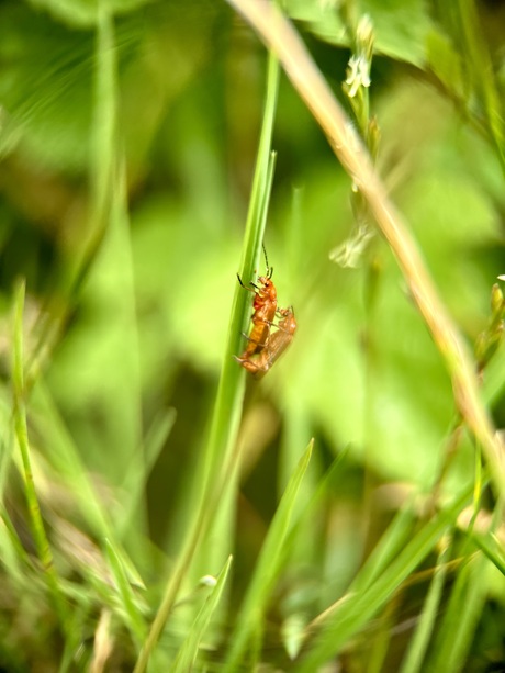 Insecten leven 