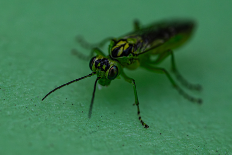 Rhogogaster viridis