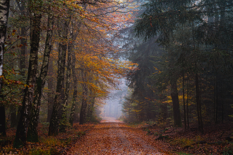 Veluwe