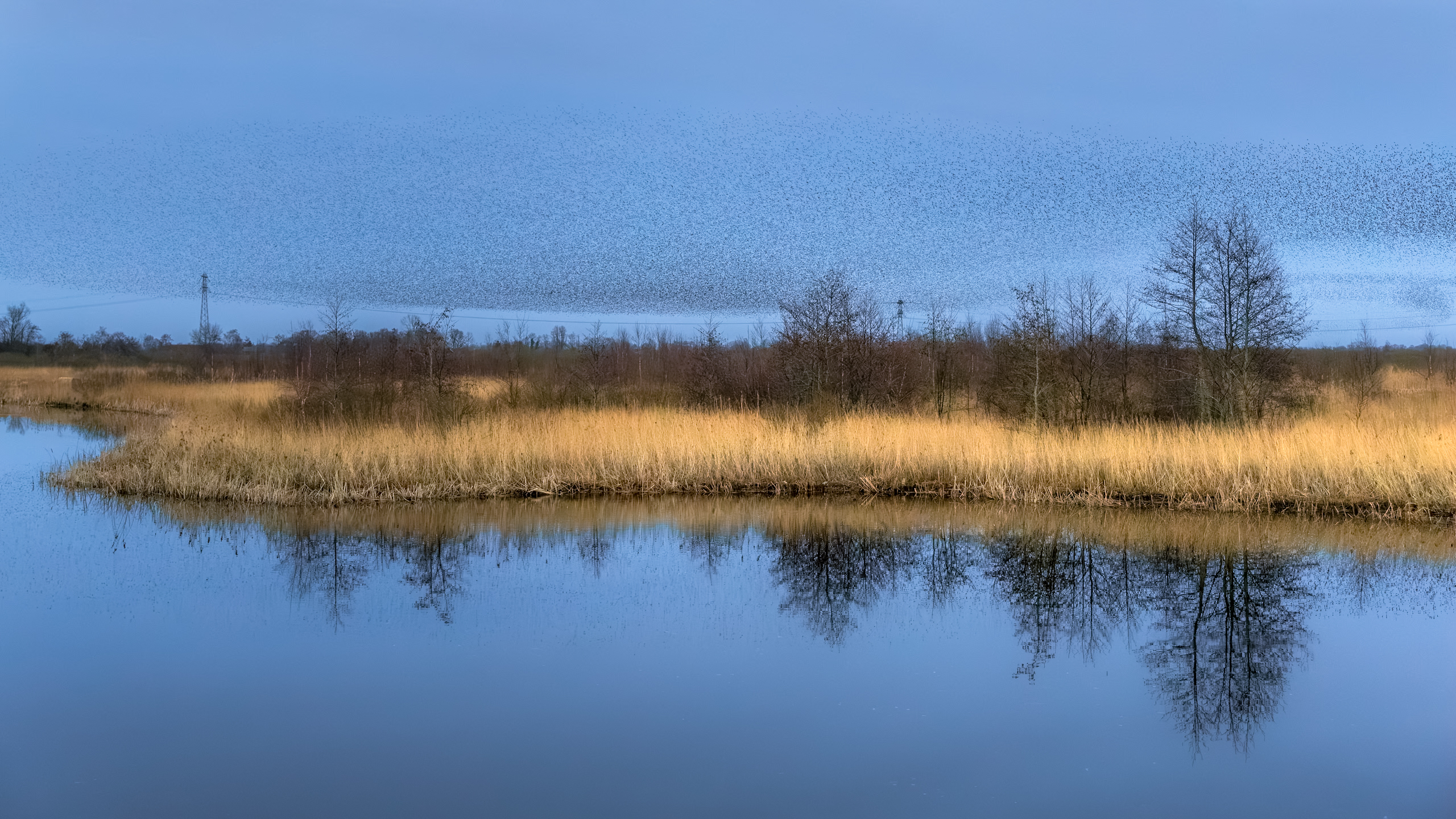 Spreeuwen zwerm - Een enorme zwerm Spreeuwen kwam tijdens het blauwe uurtje langs vliegen... - foto door ArjanSijtsma op 13-02-2024 - locatie: Houtwiel, Feanwâlden, Nederland - deze foto bevat: spiegeling, reflectie, landschap, diepte, compositie, licht, lichtinval, avond, blauwe uur, water, sloot, bomen, natuur, natuurgebied, friesland, vogels, zwerm, spreeuwen, spreeuwendans, schouwspel, riet, groep, canon, canon eos r6m2, rf24-105mm f4 l is usm, iso 6400, diafragma ƒ/4, sluitertijd 1/250s, brandpuntafstand 56mm, water, lucht, ecoregio, azuur, plant, natuurlijk landschap, fluviale landvormen van beken, horizon, gras, meer