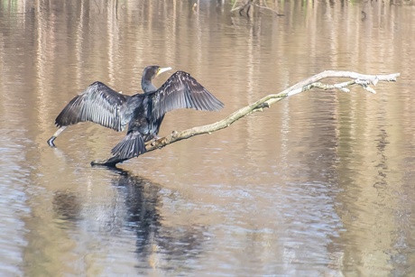 Aalscholver