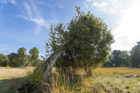 Boom bij Kampsheide