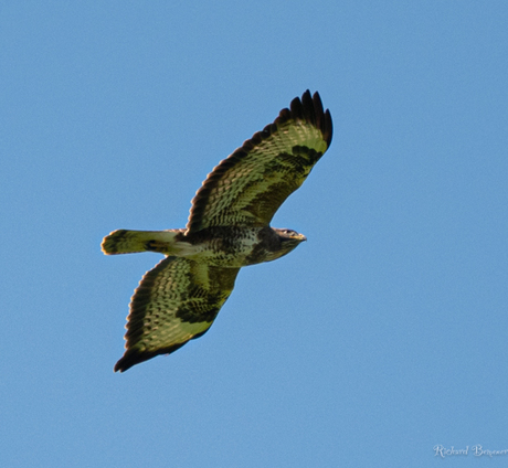 Buizerd