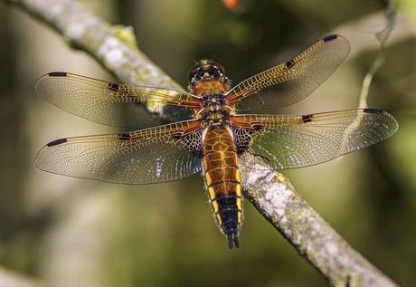 Viervlek, Libellula quadrimaculata