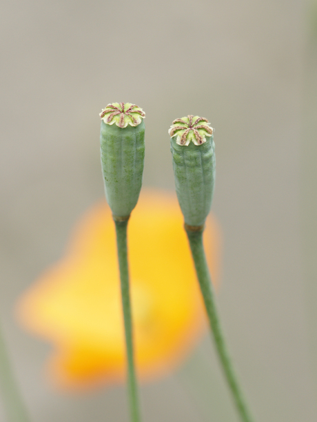 Schijnpapaver