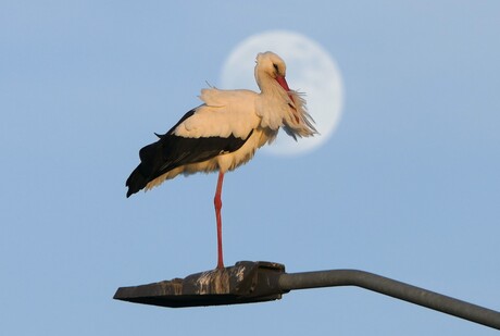 Hoog en droog