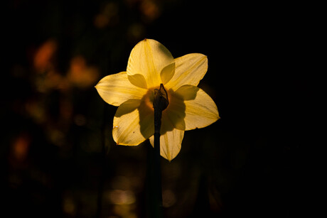 een narcis in t vroege ochtend licht