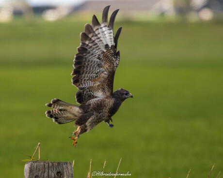 Buizerd had geen geduld.
