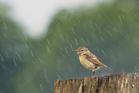 regen, regen, regen.