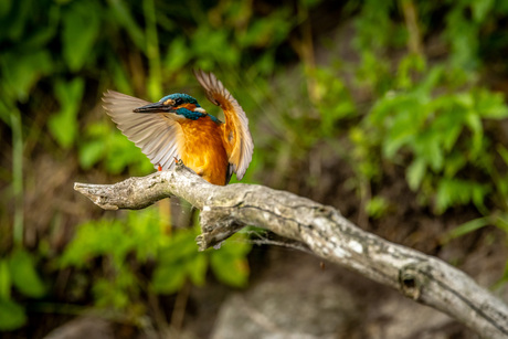 IJsvogel landt op tak