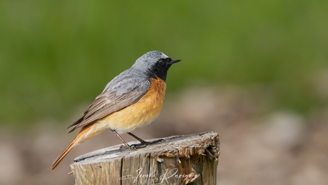 Gekraagde roodstaart