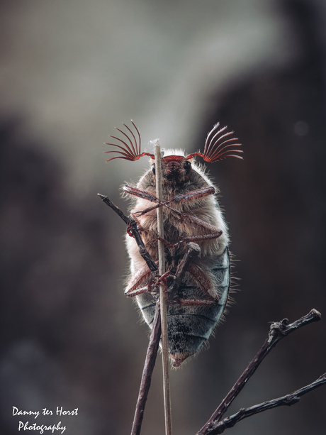 🐞 De elegantie van een meikever! 🐞