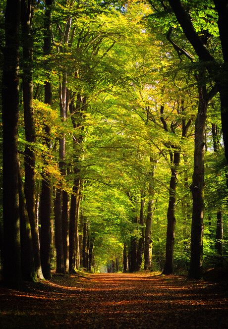 Herfst op de Veluwe. 