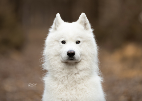 Samoyeed Sam