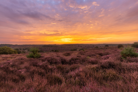 Posbank Heide