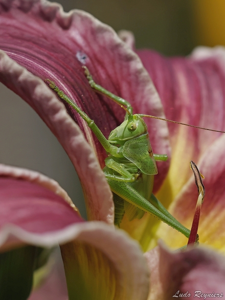 Grote groene sabelsprinkhaan