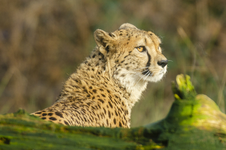 De Cheeta geniet van de zon, maar blijft waakzaam