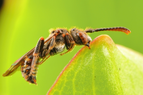 Geeltipje in slaap....