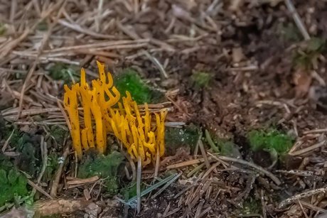 kleverige koraalzwam