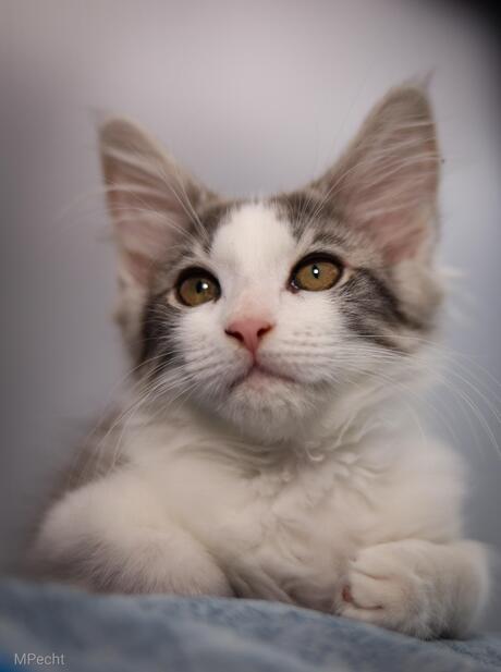 Maine coon kitten Dex 