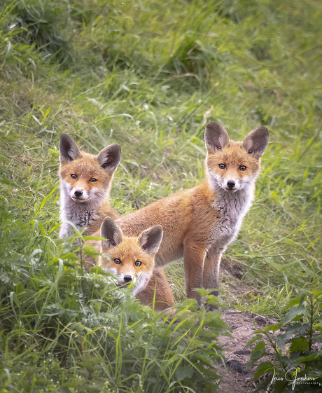 Nieuwsgierige vosjes