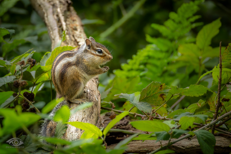 Siberische grond eekhoorn