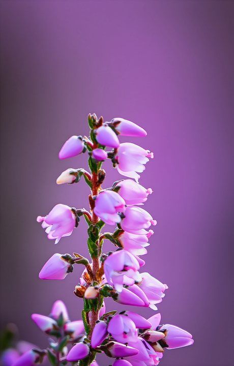 Een zondagochtend op de Westerheide