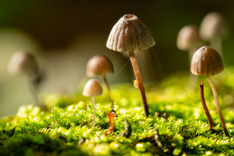 blauwgrijze schorsmycena 2