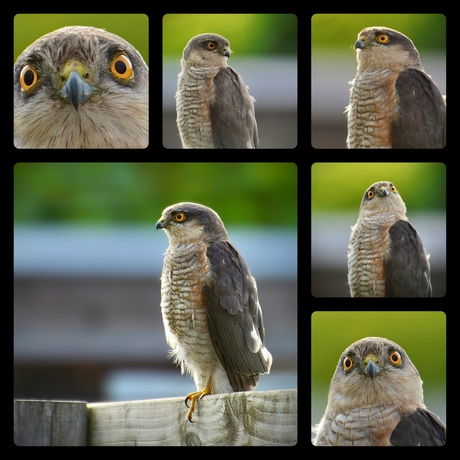 Collage van een sperwer 