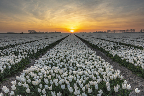 Tulpenvelden