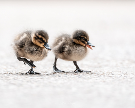 Kwik en Kwak, op zoek naar Kwek
