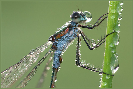 Een natte waterjuffer