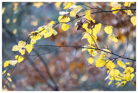 Oók Boswachterij.....