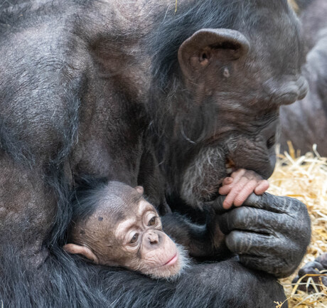 Baby chimpansee met liefhebbende moeder (1)