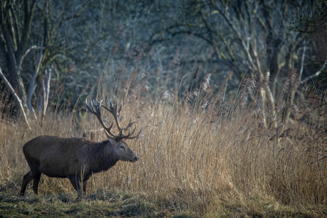 Edelhert op de Veluwe