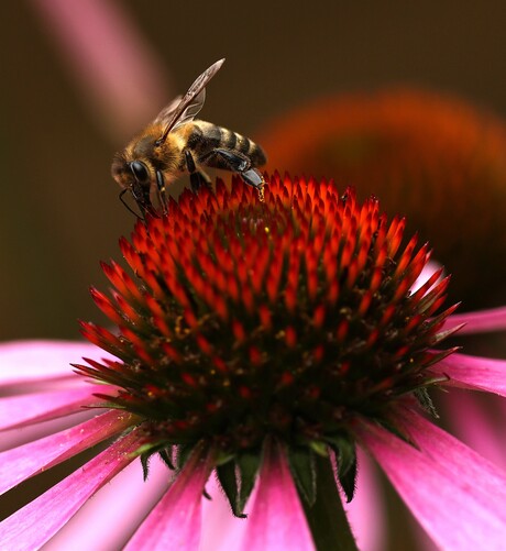Honingbij op Rode Zonnehoed.