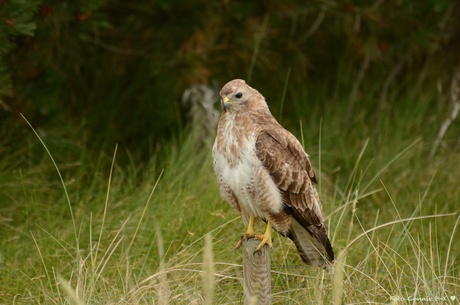 Buizerd 