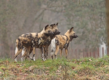 Afrikaanse wilde hond
