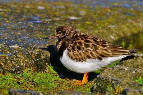 Steenloper (Arenaria interpres)