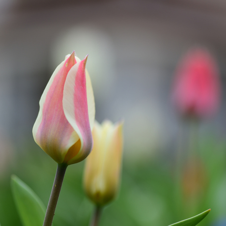 de eerste tulpen